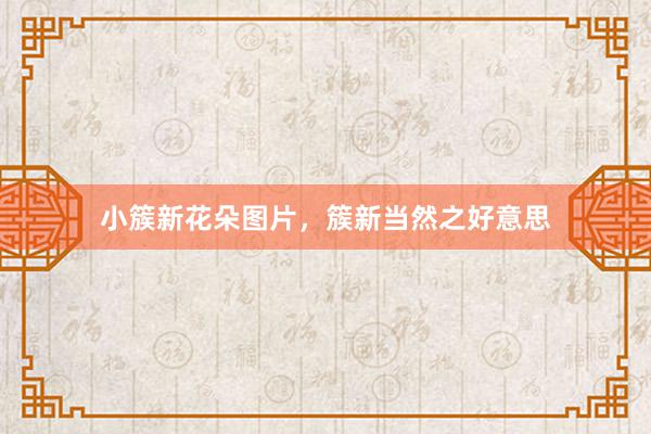 小簇新花朵图片，簇新当然之好意思